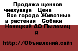 Продажа щенков чиахуахуа › Цена ­ 12 000 - Все города Животные и растения » Собаки   . Ненецкий АО,Пылемец д.